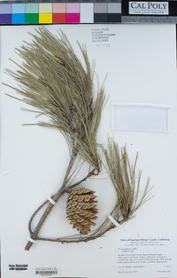 Pinus halepensis image