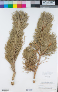 Pinus flexilis image