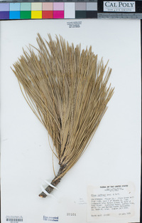 Pinus jeffreyi image