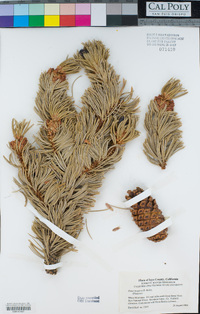 Pinus longaeva image