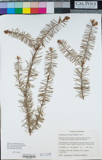 Pseudotsuga menziesii image