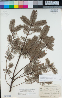 Pseudotsuga menziesii image