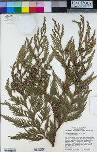 Thuja plicata image