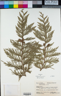 Thuja plicata image