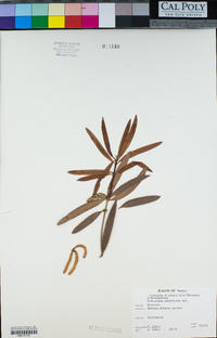 Podocarpus neriifolius image