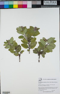 Arctostaphylos tomentosa image