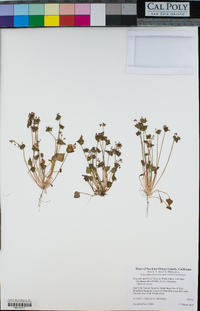 Claytonia perfoliata image