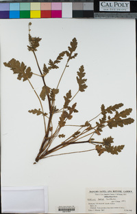 Erodium botrys image