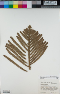 Araucaria heterophylla image