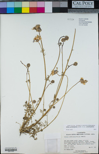 Gilia achilleifolia subsp. achilleifolia image