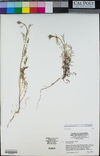 Gilia achilleifolia subsp. achilleifolia image