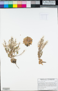 Draba corrugata image