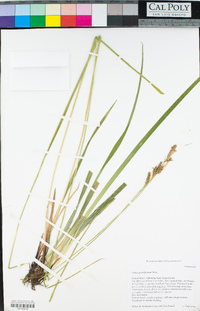 Carex gynodynama image