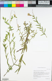 Polygala cornuta var. fishiae image