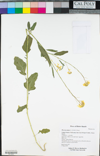 Brassica nigra image