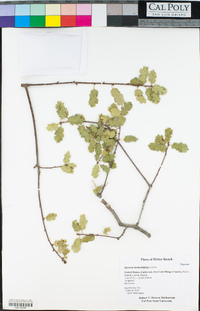 Quercus berberidifolia image