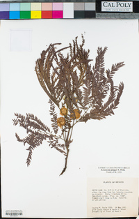 Leucaena greggii image