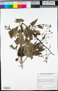 Scrophularia californica subsp. floribunda image