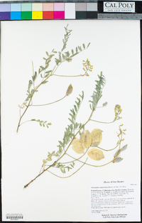 Astragalus macrodon image