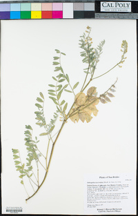 Astragalus macrodon image