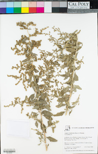 Atriplex lentiformis image