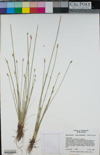 Eleocharis macrostachya image