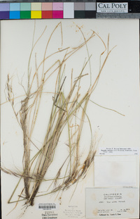 Stipa pulchra image