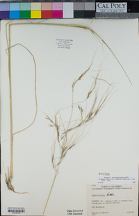 Stipa pulchra image