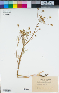 Lomatium ambiguum image