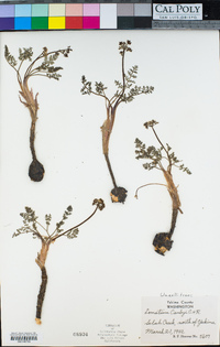 Lomatium canbyi image