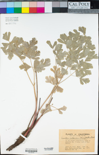 Lomatium californicum image