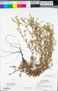 Cryptantha hispidissima image