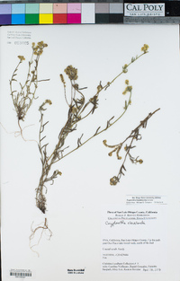 Cryptantha hispidissima image