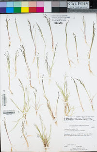 Muhlenbergia minutissima image