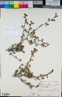 Cercocarpus montanus var. glaber image