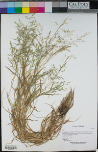 Poa secunda image