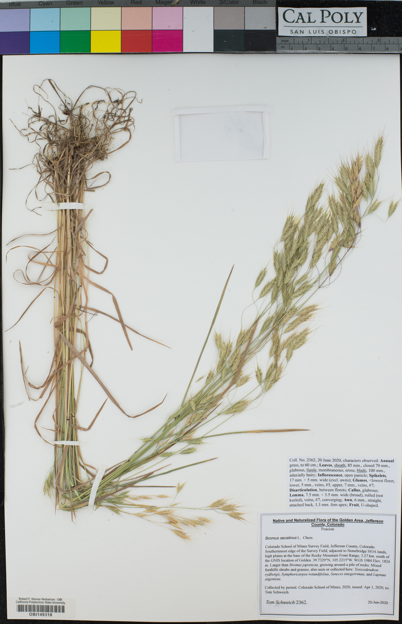 Bromus secalinus image