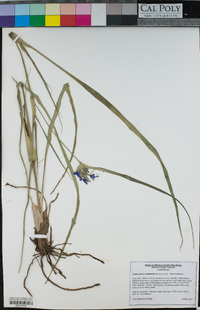 Tradescantia occidentalis image