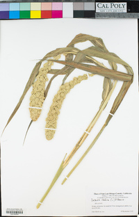 Setaria italica image