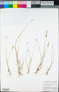 Hordeum depressum image