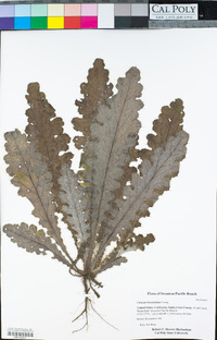 Cirsium brevistylum image