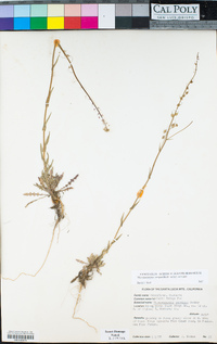 Thysanocarpus curvipes subsp. curvipes image
