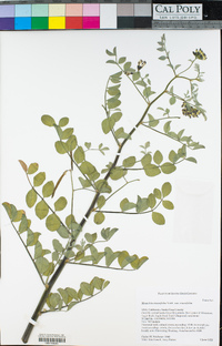 Hosackia crassifolia image