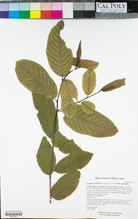 Frangula californica image