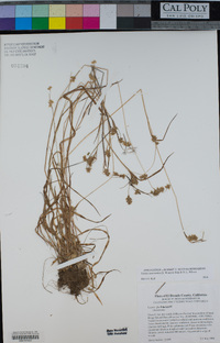 Luzula macrantha image