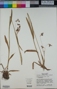 Luzula parviflora image