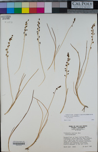 Triglochin concinna var. concinna image