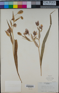 Calochortus amoenus image