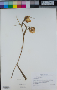 Calochortus albus image