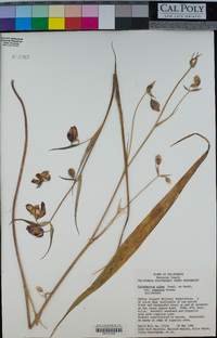 Calochortus albus var. rubellus image